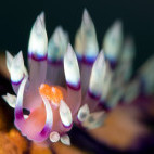 Flabellina nudibranch in Indonesia.