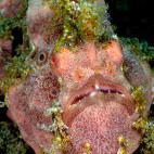 Giant frogfish in Indonesia.