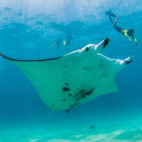 Giant manta ray in Indonesia