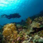 Coral reef in Halmahera, Indonesia