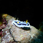 Nudibranch in Halmahera, Indonesia