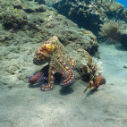 Octopus in Halmahera, Indonesia