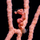 Pygmy seahorse in Indonesia