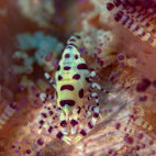 Shrimp in Indonesia.