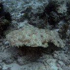 Wobbegong shark in Indonesia.