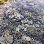 House reef at Sali Bay Resort in Indonesia