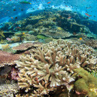 Coral reef in Indonesia