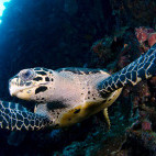 Hawksbill turtle in Indonesia.