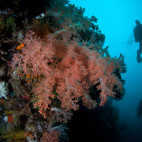 Coral reef and diver in Komodo National Park, Indonesia
