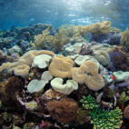 Leather coral in Indonesia