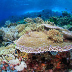 Coral reef in Indonesia