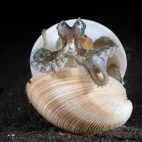 Coconut octopus in Lembeh, Indonesia