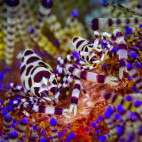 Coleman shrimp in Lembeh, Indonesia.