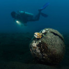 Eel in Lembeh, Indonesia.