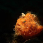 Juvenile hairy frogfish in Lembeh, Indonesia.