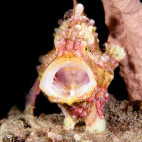 Frogfish in Lembeh, Indonesia
