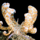 Nudibranch in Lembeh, Indonesia