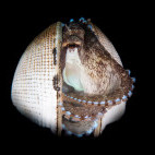 Octopus in Lembeh, Indonesia