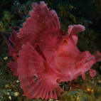 Rhinopius in Lembeh, Indonesia