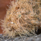 Hairy frogfish in Lembeh, Indonesia.
