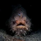 Hairy frogfish in Lembeh, Indonesia