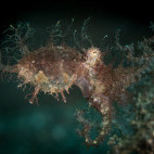 Hairy octopus in Lembeh, Indonesia.
