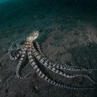 Mimic octopus in Lembeh, Indonesia