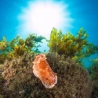 Nudibranch in Lembeh, Indonesia