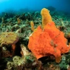Painted frogfish in Lembeh, Indonesia