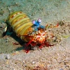 Peacock mantis shrimp in Lembeh, Indonesia