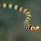 Pipefish in Lembeh, Indonesia.