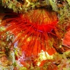 Red clam in Lembeh, Indonesia