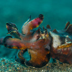 Flamboyant cuttlefish in Lembeh, Indonesia.