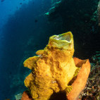 Frogfish in Lembeh, Indonesia.