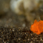Frogfish in Lembeh, Indonesia.