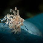 Harlequin shrimp in Lembeh, Indonesia.