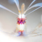 Banded boxer shrimp in Lembeh, Indonesia.