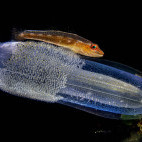 Blenny on sea tunicate in Lembeh, Indonesia.