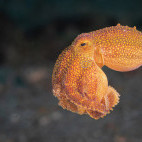 Blue-ringed octopus in Lembeh, Indonesia.
