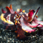 Flamboyant cuttlefish in Lembeh Strait, Indonesia