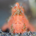 Frogfish in Lembeh, Indonesia.