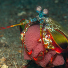 Peacock mantis shrimp in Lembeh Strait, Indonesia