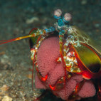 Peacock mantis shrimp in Lembeh Strait, Indonesia