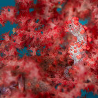 Pygmy seahorse in Lembeh, Indonesia.