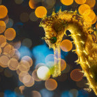Tigertail seahorse in Lembeh, Indonesia.