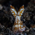 Wonderpus in Lembeh Strait, Indonesia