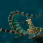 Wunderpus in Lembeh, Indonesia.