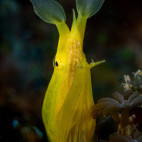 Yellow ribbon eel in Lembeh Strait, Indonesia
