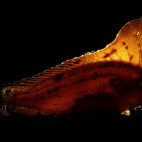 Wasp fish in Lembeh, Indonesia.