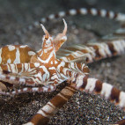 Wonderpus in Lembeh, Indonesia.